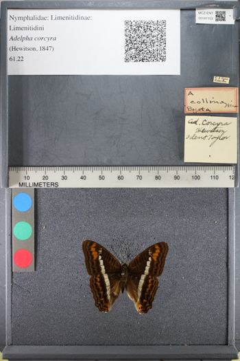 Media type: image;   Entomology 141153